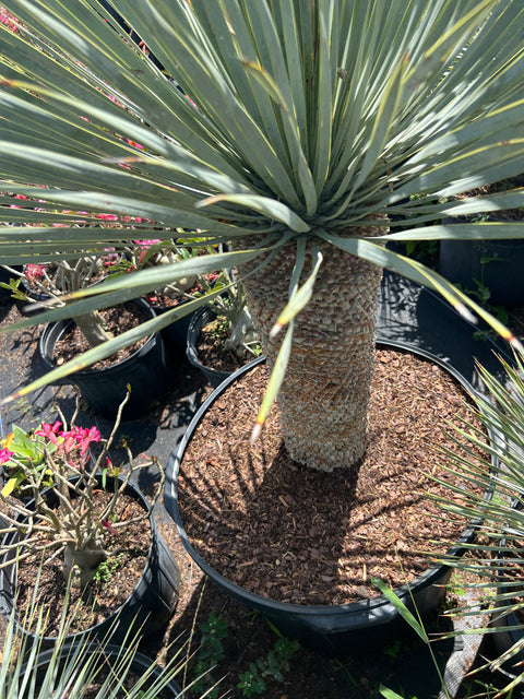 Yucca (Yucca rostrata) from Plantology USA 03