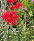 Red Epidendrum Ground Orchid (Epidendrum spp.) from Plantology USA 02