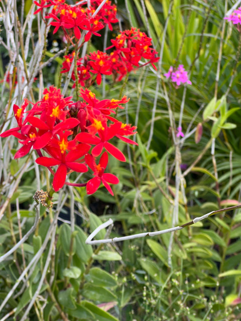 Red Epidendrum Ground Orchid (Epidendrum spp.) from Plantology USA 02