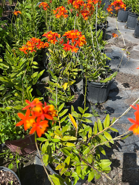Epidendrum Ground Orchid Orange (Epidendrum spp.) from Plantology USA 01