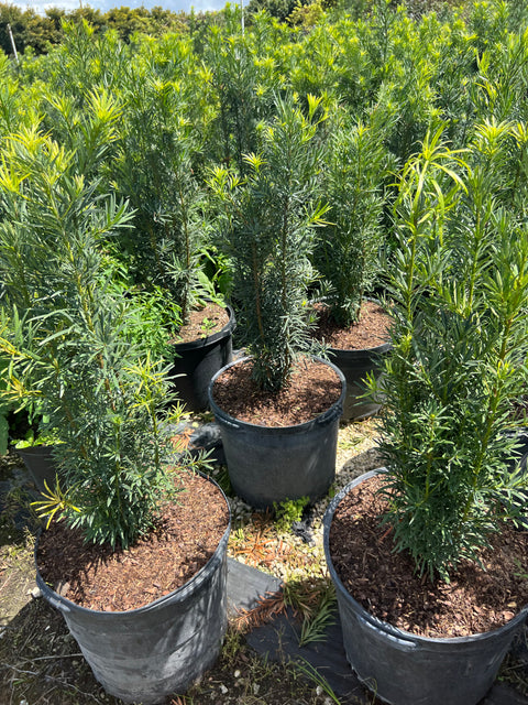 Podocarpus (Podocarpus macrophyllus) from Plantology USA 06