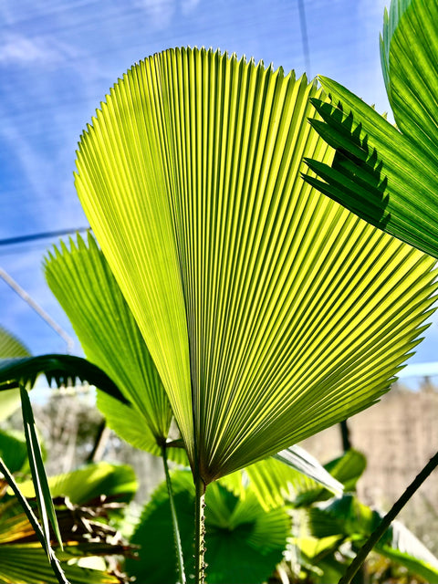 Licuala Peltata Elegans Palm Tree, Rare and Exotic