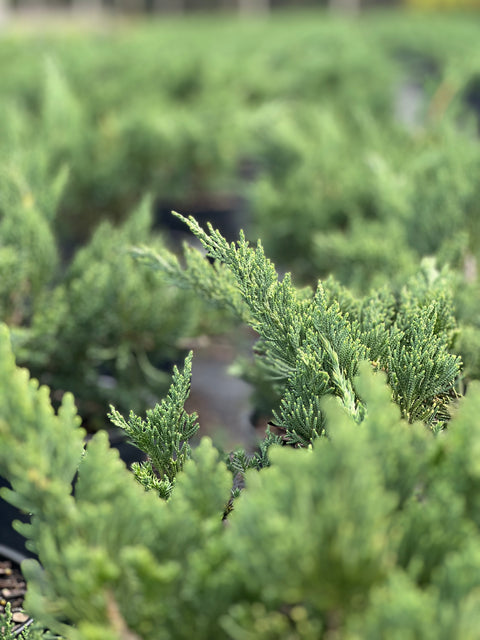 Juniper Parsonii (Juniperus Chinensis 'Parsonii')