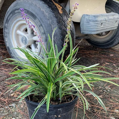 Azteca Grass Liriope Muscari 'Variegata' (Ophiopogon intermedius) from Plantology USA 04