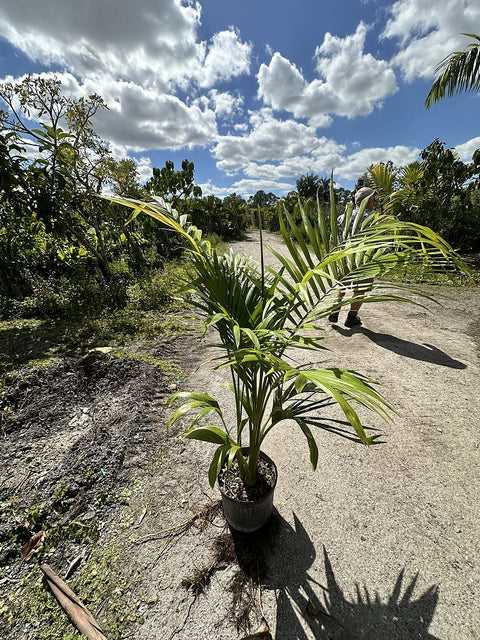 Alexander Palm - PlantologyUSA - 3 Gallon 1-2 Feet