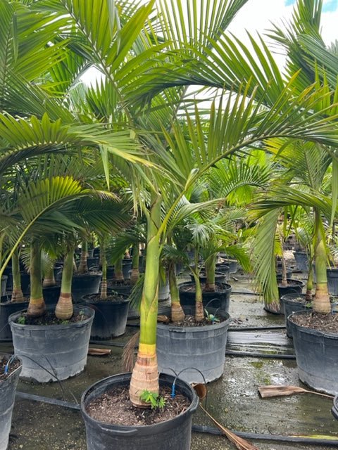 Alexander Palm - PlantologyUSA - 3 Gallon 1-2 Feet