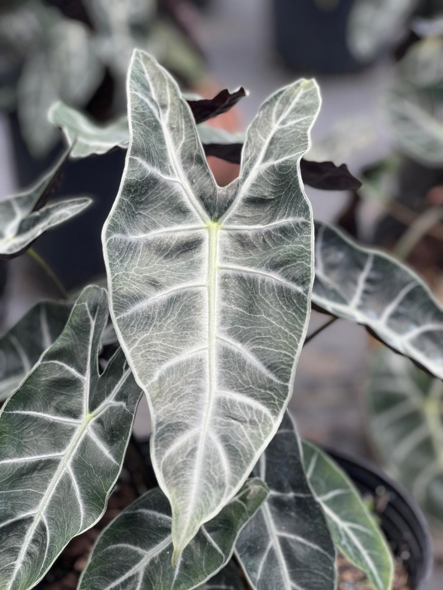 Alocasia amazonica (Polly) – Plantology USA