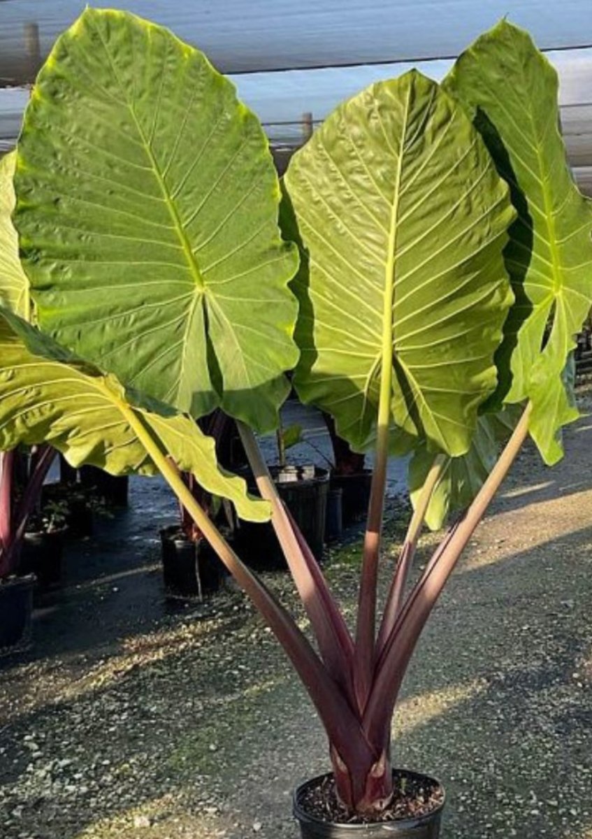 do elephant ear plants cause itching Alocasia 'Imperial Red', Elephant Ear – Plantology USA