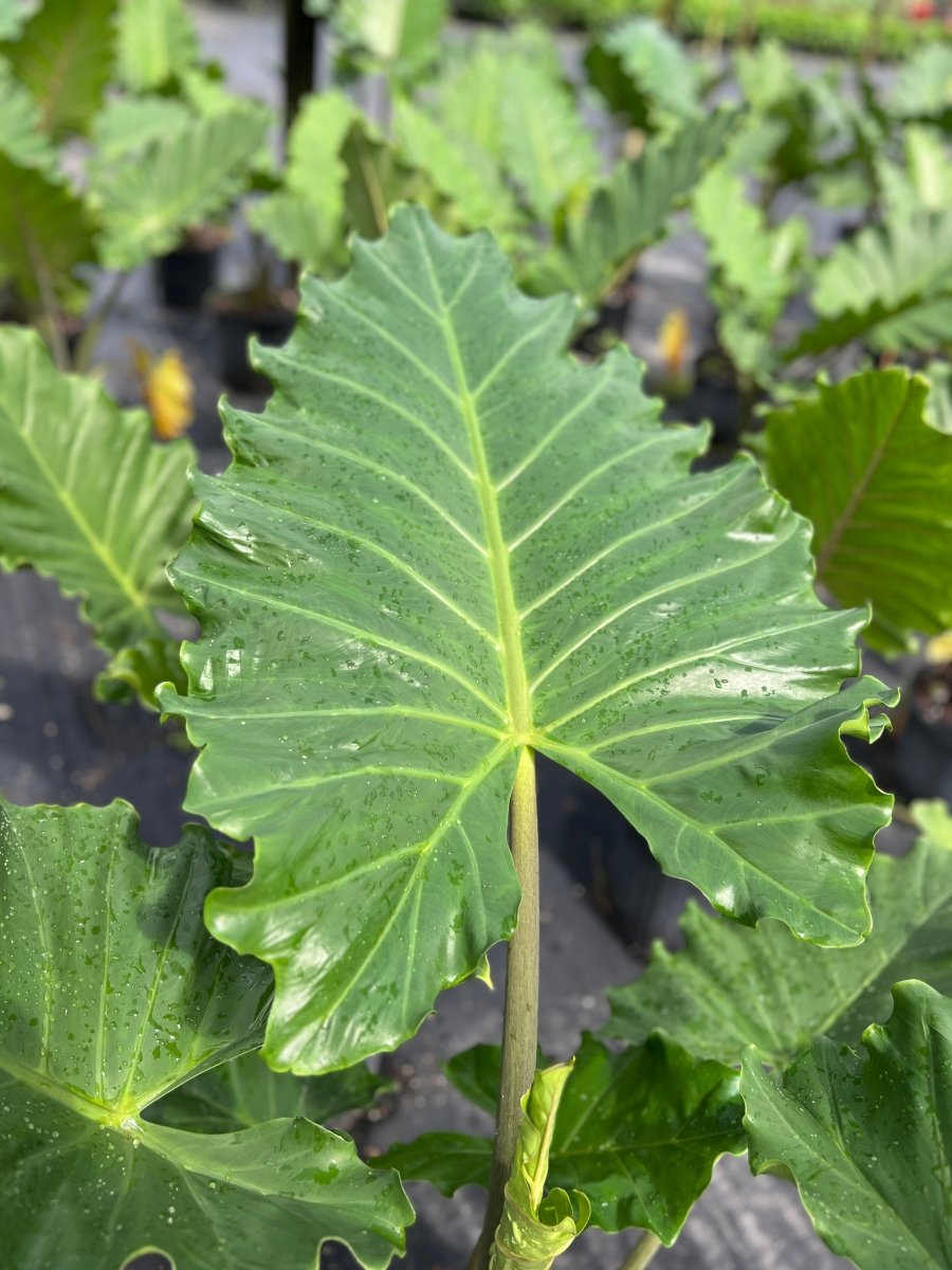人気TOP Alocasia 'Portora' PlantologyUSA.com | Sale Earfor Elephant その他観葉植物