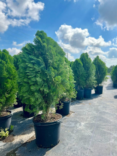 Arbovitae (Thuja Orientalis) - PlantologyUSA - 3 Gallon