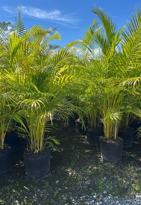 Areca Palm (Dypsis Lutescens) - Plantology USA - 3 Gallon
