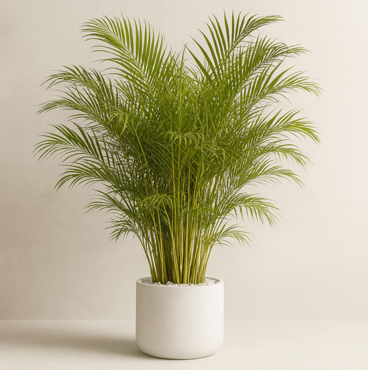 areca palme standort Areca Palm for Sale