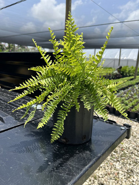 Boston Fern 'HB' (Dracaena Terminalis) - Plantology USA - 1 Gallon