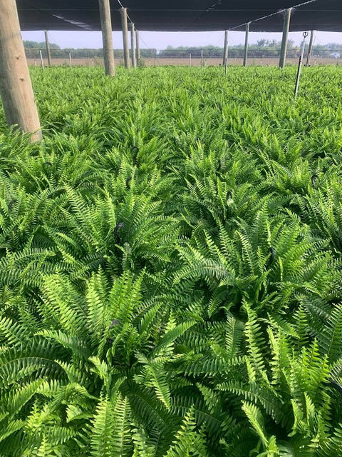 Boston Fern 'HB' (Dracaena Terminalis) - Plantology USA - 3 Gallon