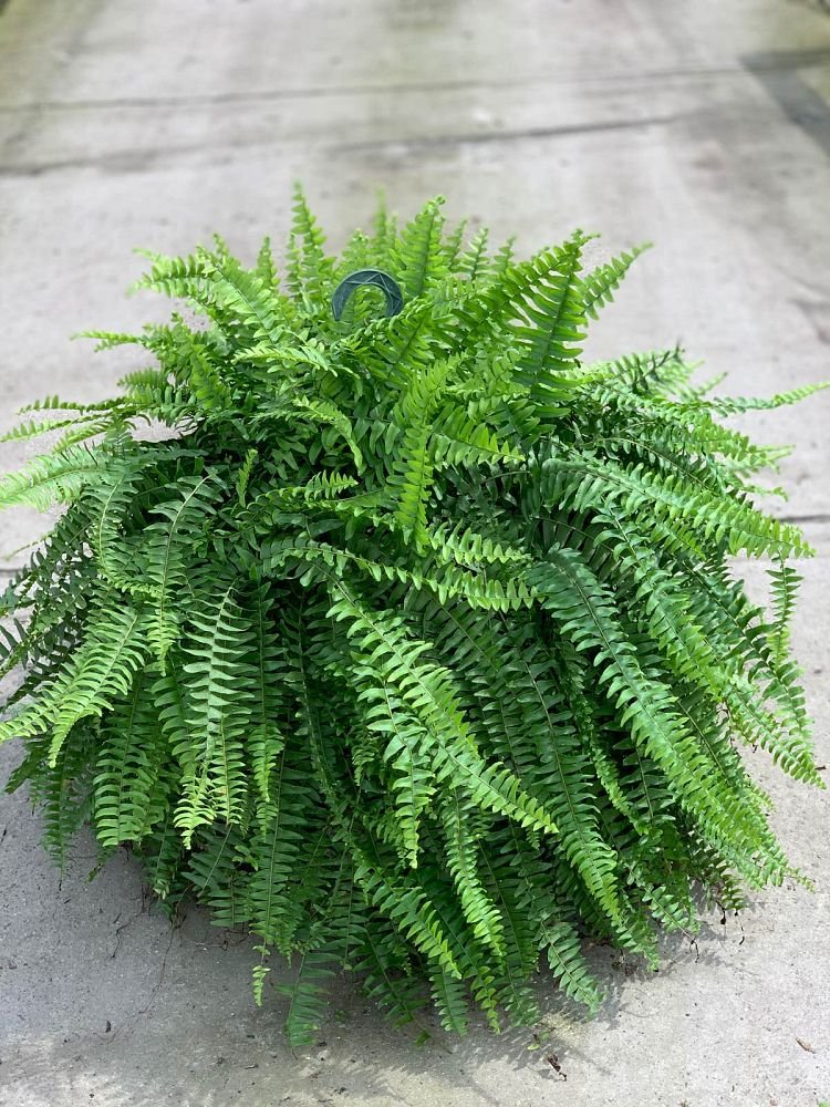 Boston Fern 'Hanging Basket' (Nephrolepis Exaltata – Plantology USA