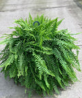 Boston Fern 'HB' (Dracaena Terminalis) - Plantology USA - 7 Gallon