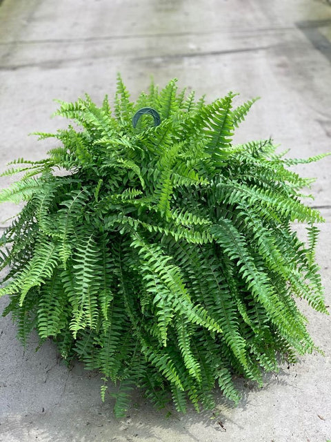 Boston Fern 'HB' (Dracaena Terminalis) - Plantology USA - 7 Gallon