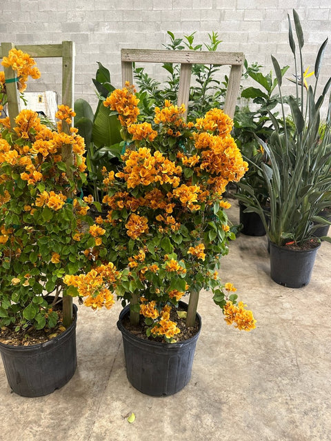 Bougainvillea Trellis Gold (Bougainvillea 'Gold') - PlantologyUSA - 2-3 Feet