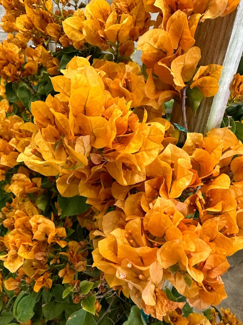 Bougainvillea Trellis Gold (Bougainvillea 'Gold') - PlantologyUSA - Grower's Pick 4-5 Feet