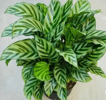Calathea Freddie (Goeppertia burle-marxii)