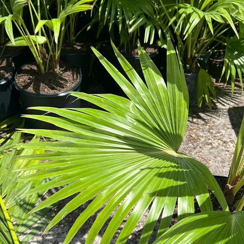 Chinese Fan Palm Single (Livistona Chinensis) - PlantologyUSA - Large 24-28"