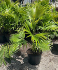 Chinese Fan Palm Single (Livistona Chinensis) - PlantologyUSA - Large 24-28"