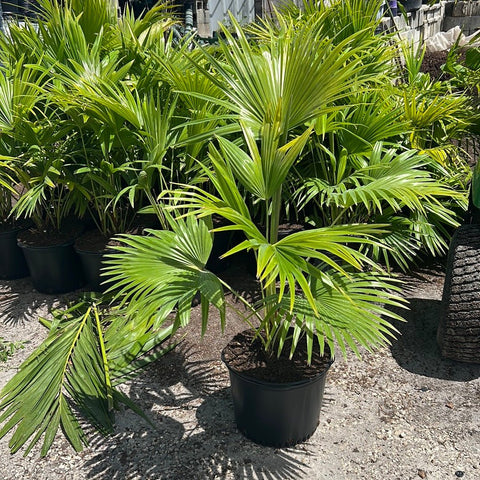 Chinese Fan Palm Single (Livistona Chinensis) - PlantologyUSA - Large 24-28"