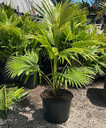 Chinese Fan Palm Single (Livistona Chinensis) - PlantologyUSA - Medium 14-18"