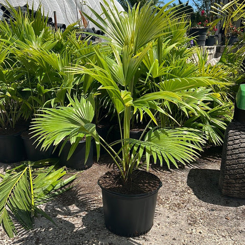 Chinese Fan Palm Single (Livistona Chinensis) - PlantologyUSA - Medium 14-18"