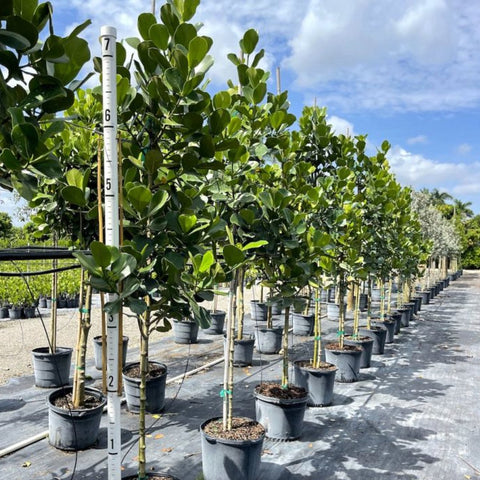 Clusia Dwarf Rosea Large Leaf Standard (Clusia rosea) - Plantology USA - 4 - 5 Feet