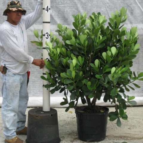 Clusia Dwarf Rosea Large Leaf Standard (Clusia rosea) - Plantology USA - 4 - 5 Feet