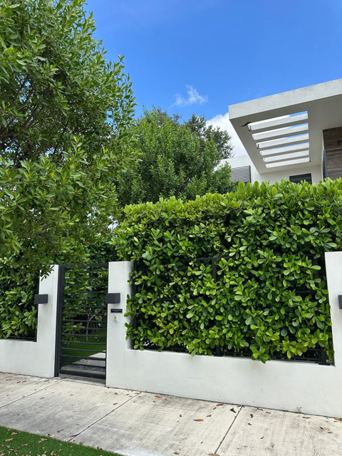 Clusia Guttifera Bush (Clusia guttifera) - Plantology USA - 15 Gallon