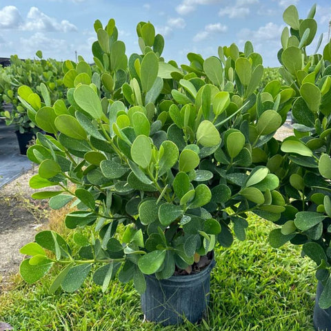 Clusia Guttifera Bush (Clusia guttifera) - Plantology USA - Grower's Pick 7 Gallon
