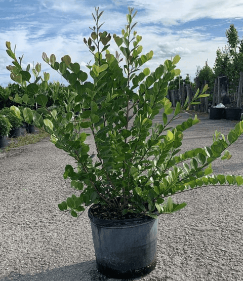 Cocoplum Redtip (Chrysobalanus Icaco) - Plantology USA - Large 3 - 4 ft