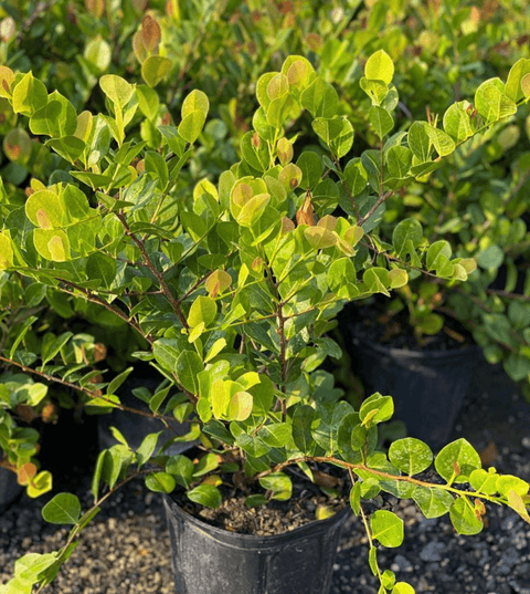 Cocoplum Redtip (Chrysobalanus Icaco) - Plantology USA - Medium 2 - 3 ft