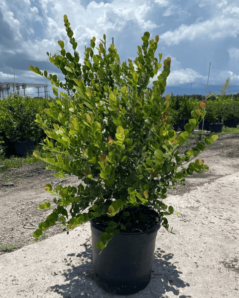 Cocoplum Redtip (Chrysobalanus Icaco) - Plantology USA - XL 4 - 5 ft