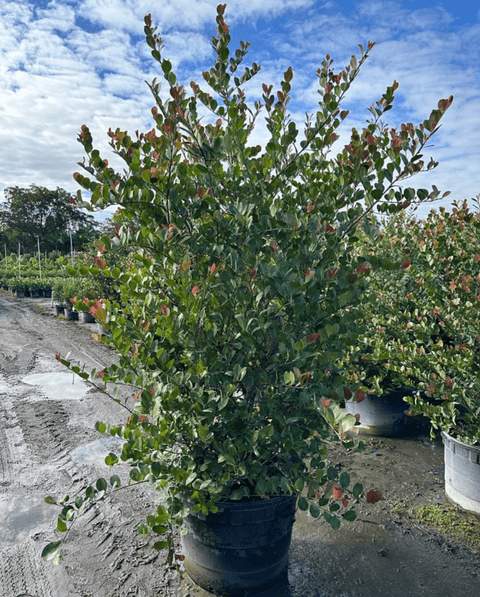 Cocoplum Redtip (Chrysobalanus Icaco) - Plantology USA - XXL 6 Feet