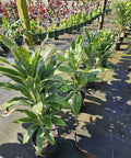Cordyline Fruticosa ‘Sherbert’ (Dracaena Terminalis) - Plantology USA - 3 Gallon