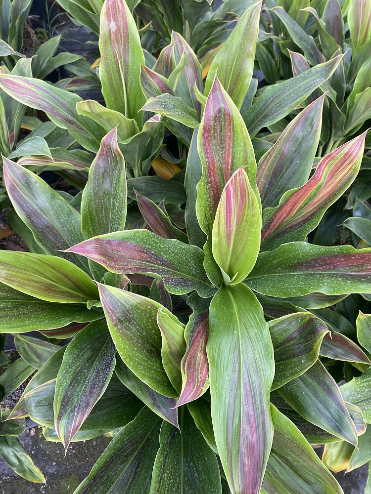 pflanze calathea orbifolia Tipps zur Pflege deiner Pflanze : Calathea orbifolia – PflanzenFuerAlle