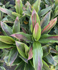 Cordyline Fruticosa ‘Sherbert’ (Dracaena Terminalis) - Plantology USA - 3 Gallon