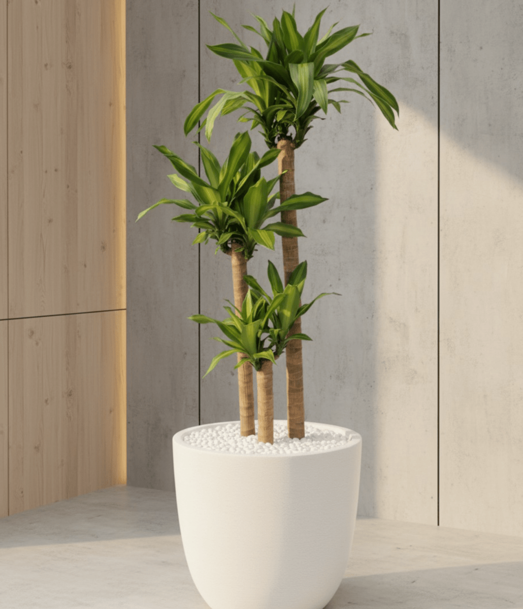 dracaena massangeana wiki Corn Plant (Dracaena Fragrans 'Massangeana')