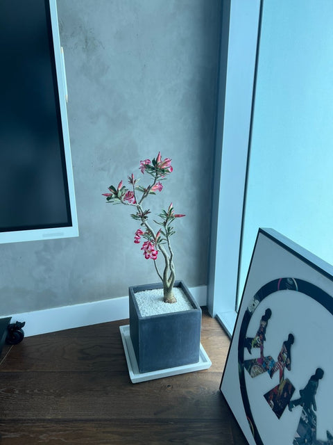 Desert Rose (Adenium Obesum) - Plantology USA - Large