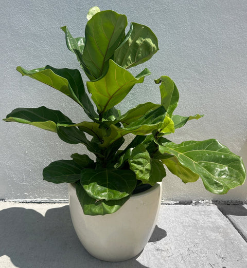 Fiddle Leaf Fig (Ficus Lyrata) - Plantology USA - Column