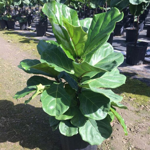 Fiddle Leaf Fig (Ficus Lyrata) - Plantology USA - Column