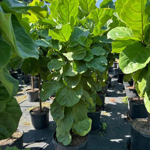 Fiddle Leaf Fig (Ficus Lyrata) - Plantology USA - Column