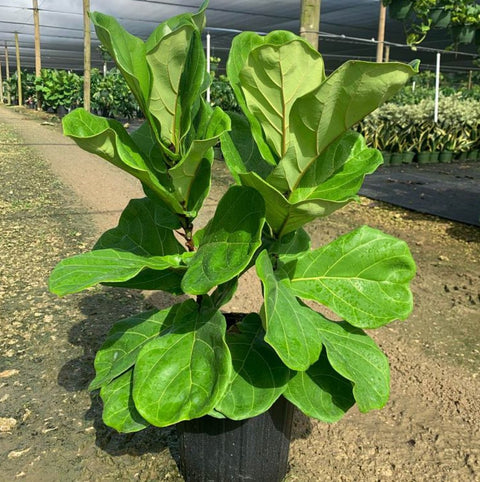 Fiddle Leaf Fig (Ficus Lyrata) - Plantology USA - Tree (Standard)