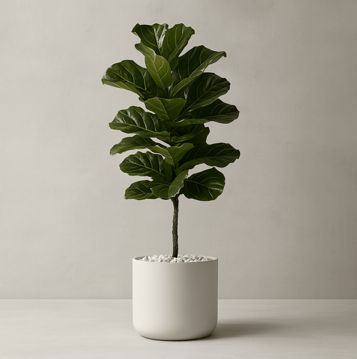 fiddle leaf fig shipped Fiddle Leaf Fig (Ficus Lyrata)