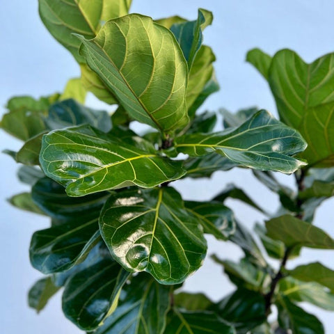 Fiddle Leaf Fig (Ficus Lyrata) - PlantologyUSA - Grower’s Pick 4-6 Feet