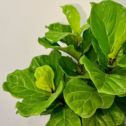 Fiddle Leaf Fig + Pot (Gift Bundle) - Plantology USA - 6 Feet +