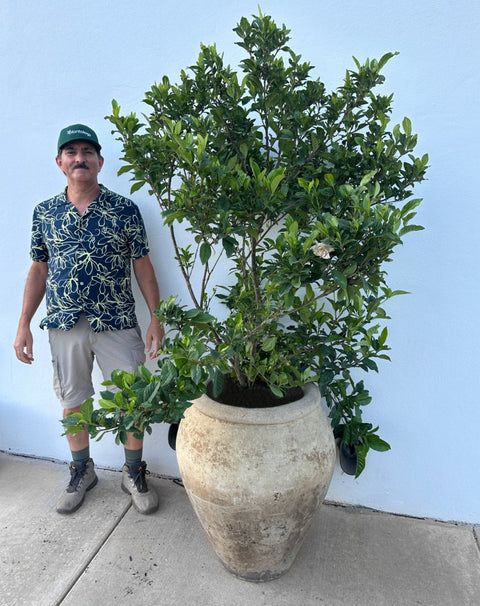 Gardenia Miami Supreme Bush (Gardenia Jasminoides 'Miami Supreme') - Plantology USA - Grower's Pick 4+ Feet